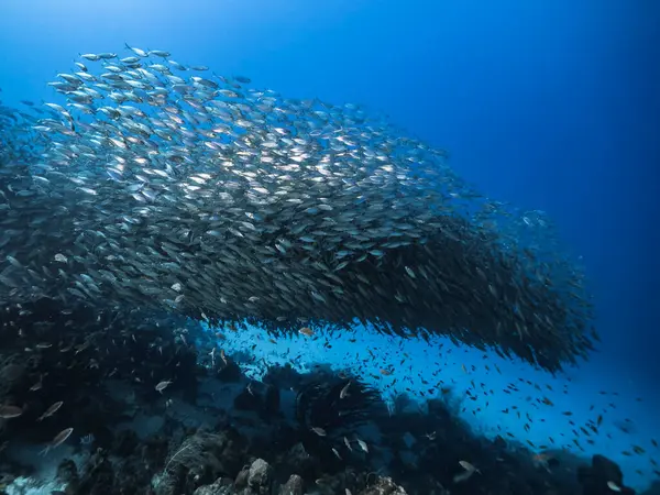 Schwarmfische Big Eye Scad Fische Den Untiefen Der Karibik — Stockfoto