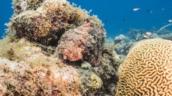 加勒比海 库拉索岛珊瑚礁蓝绿色海水中的海景 有鱼类 珊瑚和海绵 — 图库照片