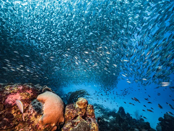 加勒比海浅滩的大眼斜眼鱼 学着捕鱼 — 图库照片
