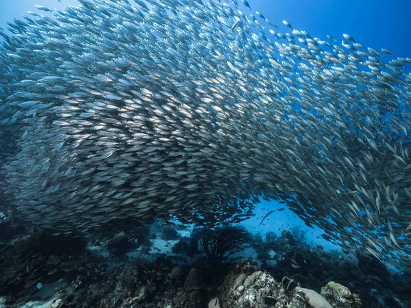 Skolfisk Big Eye Scad Fisk Grunda Karibiska Havet — Stockfoto