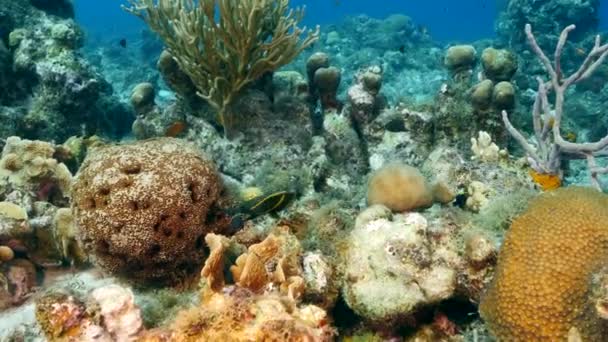 Морской Пейзаж Кораллами Губкой Рыбой Коралловом Рифе Карибского Моря Кюрасао — стоковое видео