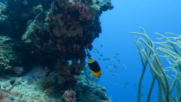 Przylądek Morski Koralowcami Gąbką Rybami Rafie Koralowej Morza Karaibskiego Curacao — Wideo stockowe