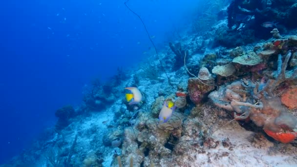 カリブ海のサンゴ礁にあるサンゴ スポンジ 魚の海岸 — ストック動画