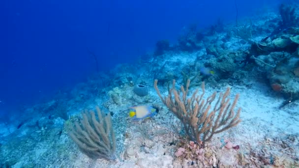 Tengerfenék Korallokkal Szivaccsal Halakkal Karib Tenger Korallzátonyán Curacao — Stock videók