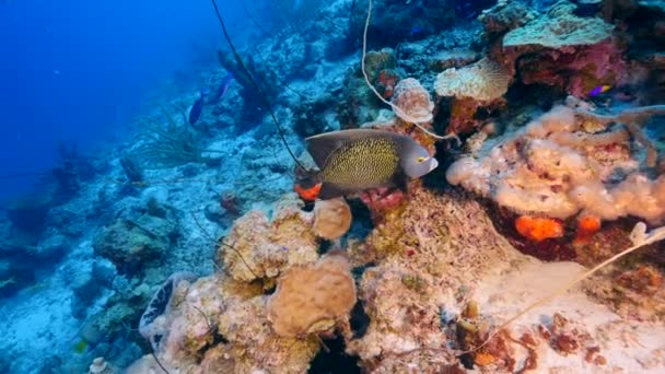 카리브해 쿠라카오의 산호초에 스폰지 물고기와 케이프 — 비디오