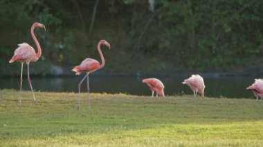 Amerikan Flamingoları Süper Yavaş Çekimde, Kuş Vahşi Hayatı
