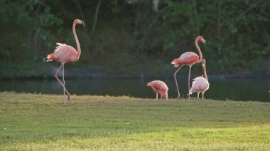 Amerikan Flamingoları Süper Yavaş Çekimde, Kuş Vahşi Hayatı