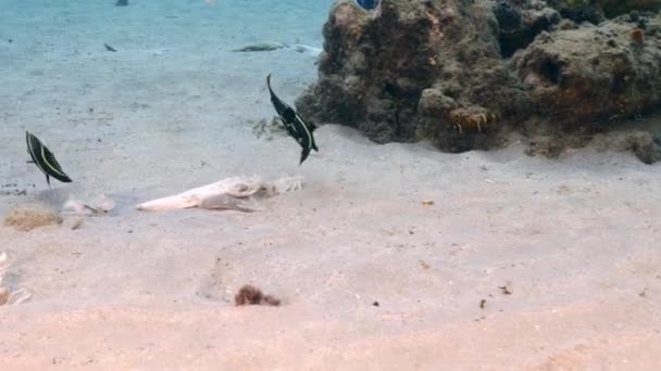 Paysage Marin Avec Corail Éponge Poissons Dans Récif Corallien Mer — Video