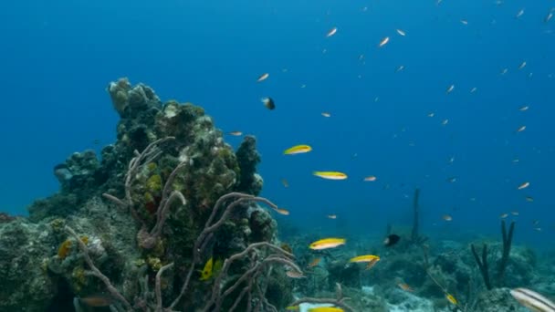 Морской Пейзаж Кораллами Губкой Рыбой Коралловом Рифе Карибского Моря Кюрасао — стоковое видео