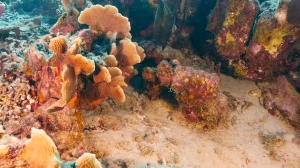 Przylądek Morski Koralowcami Gąbką Rybami Rafie Koralowej Morza Karaibskiego Curacao — Wideo stockowe