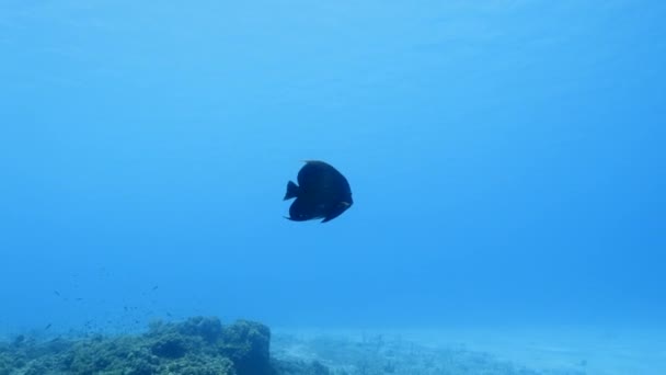 加勒比海珊瑚礁中的天使鱼 — 图库视频影像