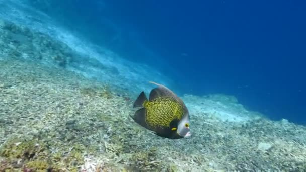 加勒比海珊瑚礁中的天使鱼 — 图库视频影像
