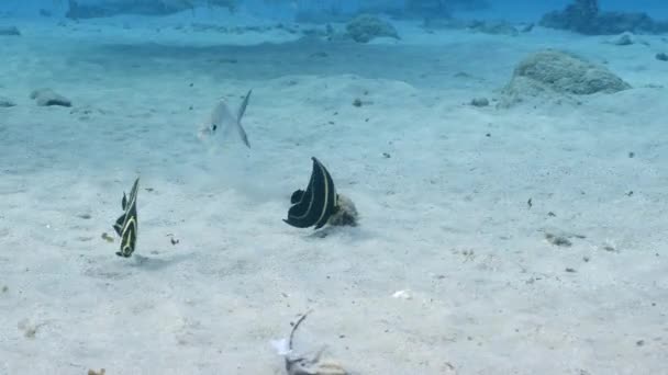 Angyalhal Karib Tenger Korallzátonyán — Stock videók