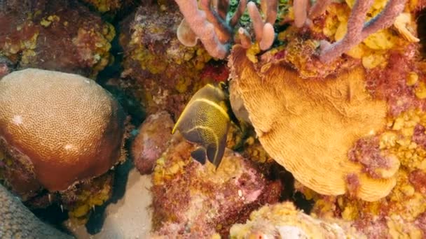 Meereslandschaft Mit Korallen Schwämmen Und Fischen Korallenriff Der Karibik Curacao — Stockvideo