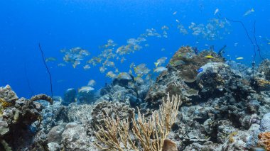 Curacao, Karayip Denizi 'ndeki mercan resiflerinin turkuaz sularında Okul Okul Snapolmaster Snappers