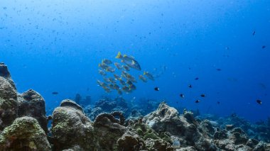 Curacao, Karayip Denizi 'ndeki mercan resiflerinin turkuaz sularında Okul Okul Snapolmaster Snappers