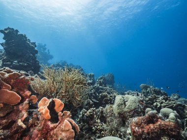 Karayip Denizi 'ndeki mercan resiflerinin turkuaz sularında deniz manzarası..