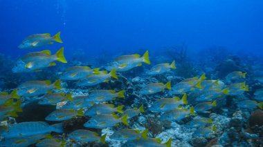 Curacao, Karayip Denizi 'ndeki mercan resiflerinin turkuaz sularında Okul Okul Snapolmaster Snappers