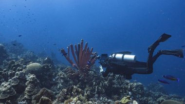 Karayip Denizi 'nde dalgıç ve mercan resifi
