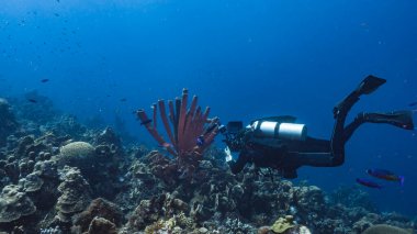 Karayip Denizi 'nde dalgıç ve mercan resifi