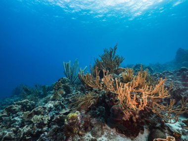 Karayip Denizi 'nin muhteşem mercan kayalıkları.