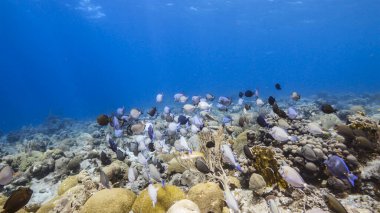 Karayip Denizi 'ndeki mercan resiflerinin turkuaz suları, balık, mercan ve süngerli Curacao.
