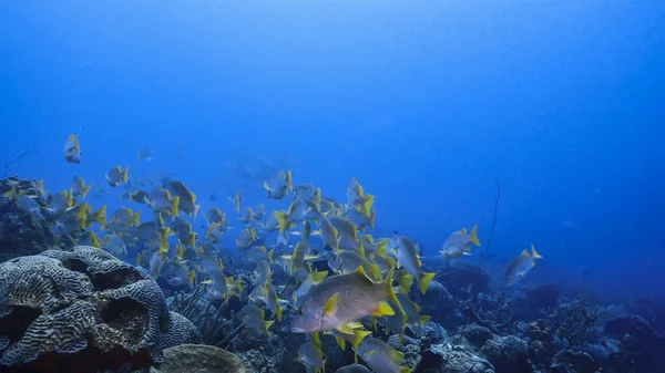 School Schoolmaster Snappers Turquoise Water Coral Reef Caribbean Sea Curacao — Stock fotografie