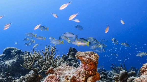 School Schoolmaster Snappers Turquoise Water Coral Reef Caribbean Sea Curacao — Stock fotografie