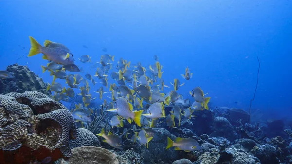 School Schoolmaster Snappers Turkusowej Wodzie Rafy Koralowej Morzu Karaibskim Curacao — Zdjęcie stockowe