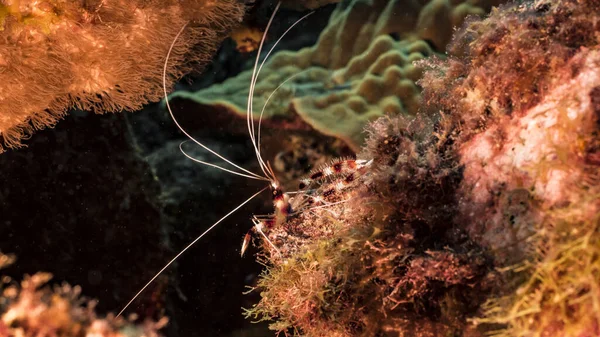 Close Banded Coral Shrimp Coral Reef Caribbean Sea Curacao — Stock Photo, Image