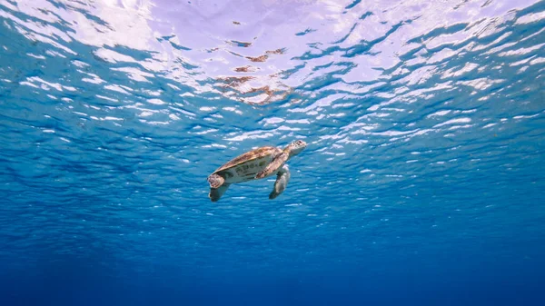 Tartaruga Marinha Loggerhead Recife Coral Mar Caribe Torno Curaçao — Fotografia de Stock