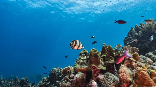 Paisaje Marino Aguas Turquesas Arrecife Coral Mar Caribe —  Fotos de Stock