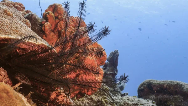 Wspaniała Rafa Koralowa Morza Karaibskiego — Zdjęcie stockowe