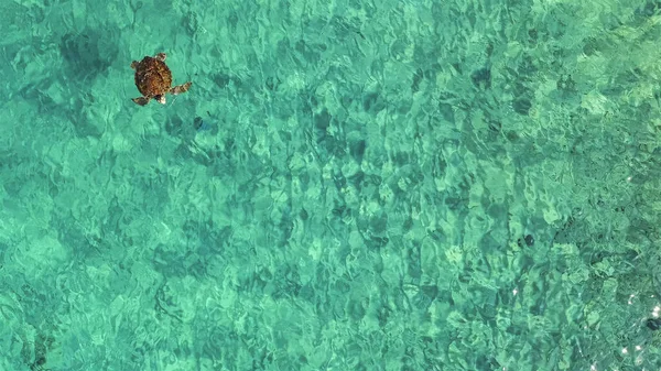 Aerial view of Green Sea Turtle swim in shallow water of coral reef in Caribbean Sea - Curacao