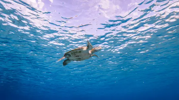 Loggerhead Sea Turtle Korallrev Karibiska Havet Runt Curacao — Stockfoto