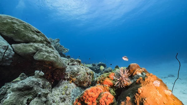カリブ海のサンゴ礁のターコイズ水の海岸 — ストック写真