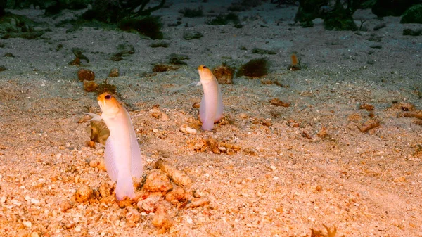 Close Van Jawfishes Het Koraalrif Van Caribische Zee Curacao — Stockfoto