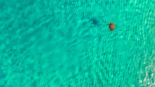 Aerial view of Green Sea Turtle swim in shallow water of coral reef in Caribbean Sea - Curacao