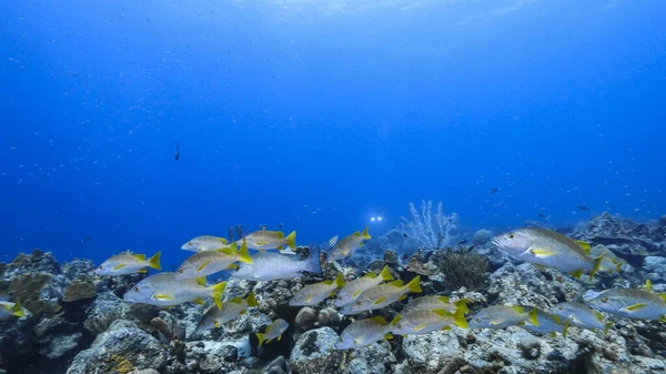 School Schoolmaster Snappers Agua Turquesa Arrecife Coral Mar Caribe Curazao —  Fotos de Stock