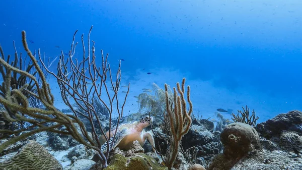 Seascape Hawksbill Sea Turtle Coral Reef Caribbean Sea Curacao — Fotografia de Stock