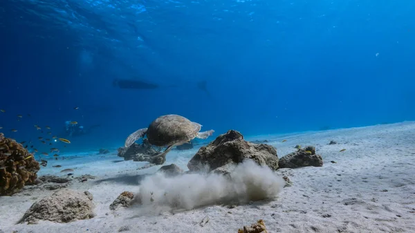 Seascape Hawksbill Sea Turtle Coral Reef Caribbean Sea Curacao — Stock Photo, Image