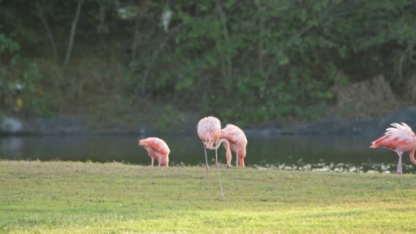 Amerikai Flamingók Szuperlassú Mozgásban Madárvilág — Stock videók