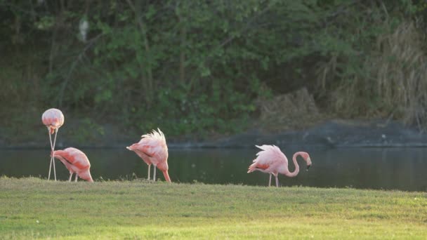 Flamingos Americanos Super Slow Motion Bird Wildlife — Vídeo de Stock