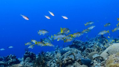 Karayip Denizi 'ndeki mercan resiflerinin turkuaz sularında deniz manzarası..