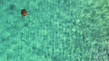 Karadeniz Kaplumbağası Karayip Denizi 'ndeki mercan resiflerinin sığ sularında yüzer.