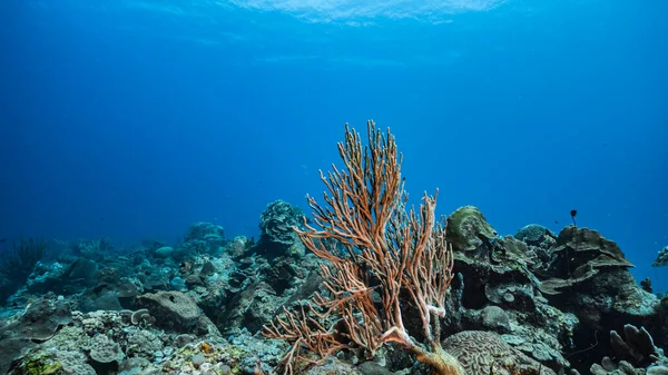 Magnífico Recife Coral Mar Caribe — Fotografia de Stock