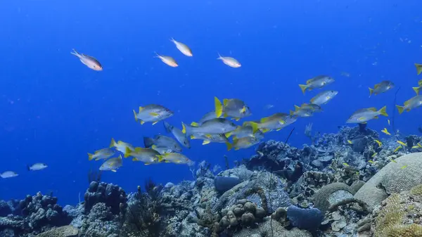 Przylądek Turkusowej Wodzie Rafy Koralowej Morzu Karaibskim — Zdjęcie stockowe