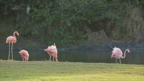 Amerikaanse Flamingo Super Slow Motion Vogelstand — Stockvideo