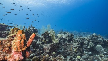 Karayip Denizi 'ndeki mercan resiflerinin turkuaz sularında deniz manzarası..