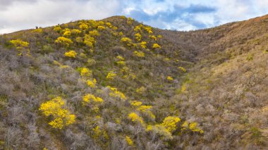Sarı Kibrahacha ağaçlarıyla Karayip Denizi 'ndeki Curacao kıyılarının havadan görünüşü